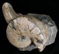 Hoploscaphites Ammonite - Opalescent Shell #6131-2